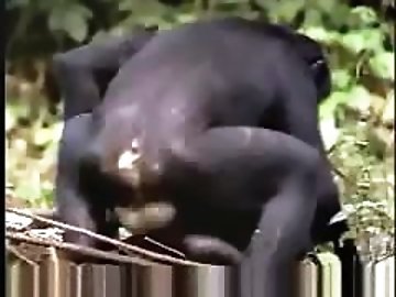 Oiled zoo