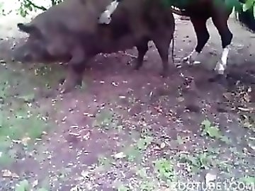 Teen zoo