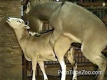 Sex zoo