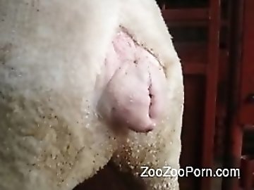 Uncut Dick zoo