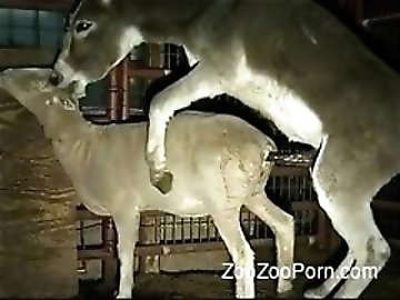 Sybian zoo