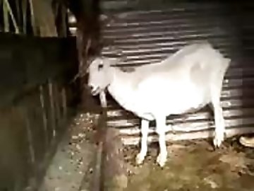Open pussy zoo