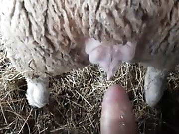 Farmer`s Desire