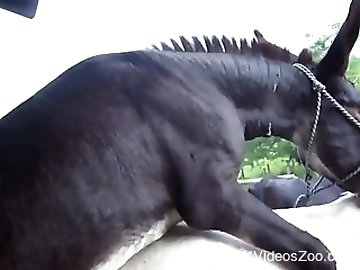 Horse And Girl Sex